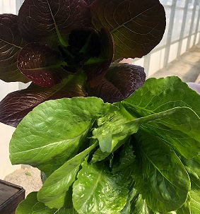 Holland Marsh Lettuce