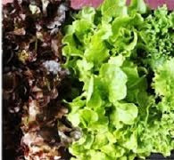 Holland Marsh Lettuce