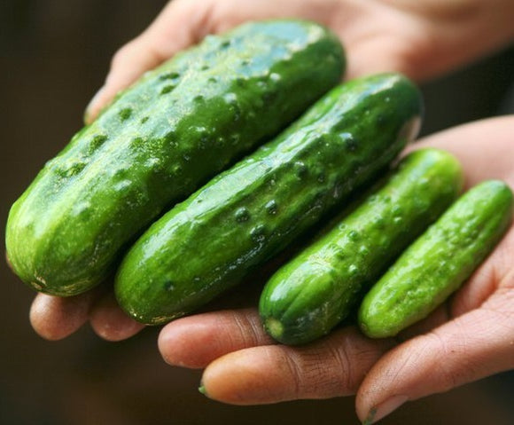 Pickling Cucumbers - July to September