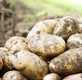 Holland Marsh Potatoes (50lbs) - Marsh – Bradford, ON