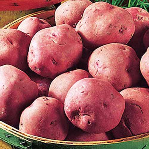 Holland Marsh Potatoes (50lbs) - Marsh
