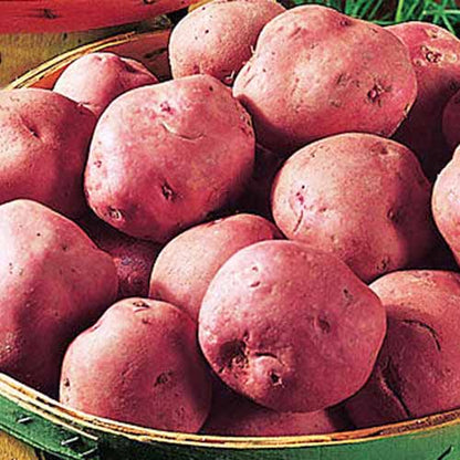 Holland Marsh Potatoes (50lbs) - Marsh