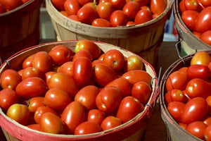 Ontario’s best Sauce Tomatoes (suitable for chillies, salsa etc)