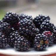 Ontario Berries