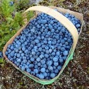 Ontario Berries