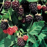 Berries - July to October