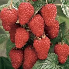 Ontario Berries