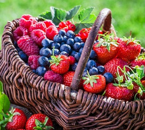Ontario Berries – Holland Marsh Food Market