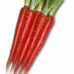 Holland Marsh Carrots