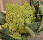 Holland Marsh Cauliflower