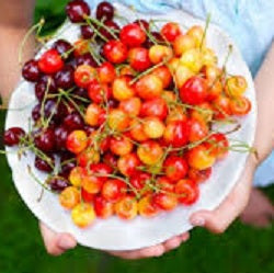 Ontario Cherries – Holland Marsh Food Market