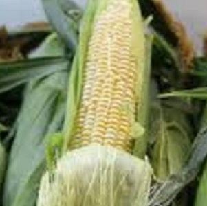 Holland Marsh Corn – Bradford, ON