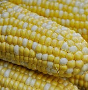 Holland Marsh Corn