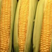 Holland Marsh Corn