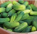 Holland Marsh Cucumbers