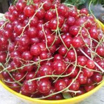 Ontario Currants