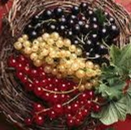 Ontario Currants – Holland Marsh Food Market