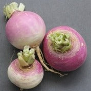 Holland Marsh Turnip – Bradford, ON