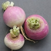 Turnip - All year - Holland Marsh grown- Ontario