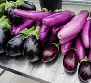 Holland Marsh Eggplant – Bradford, ON