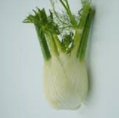 Holland Marsh Fennel – Bradford, ON