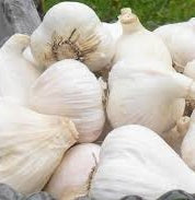 Holland Marsh Garlic