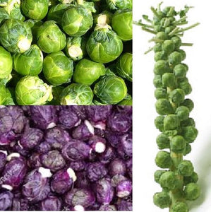 Brussels Sprouts - September to November