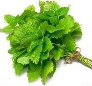 Holland Marsh Herbs
