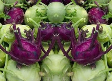 Holland Marsh Kohlrabi – Bradford, ON