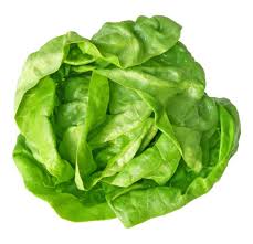 Holland Marsh Lettuce