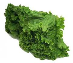 Holland Marsh Lettuce