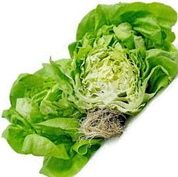 Holland Marsh Lettuce