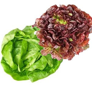 Holland Marsh Lettuce