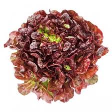 Holland Marsh Lettuce
