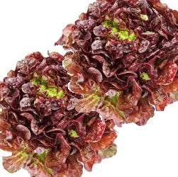 Holland Marsh Lettuce