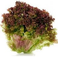 Holland Marsh Lettuce