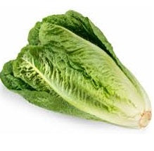 Holland Marsh Lettuce