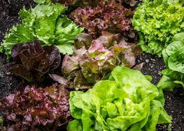 Lettuce - All year