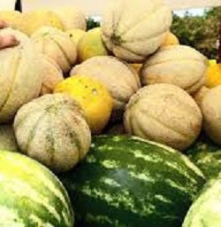 Melon - July to September