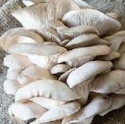 Ontario Mushrooms