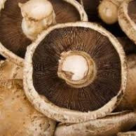 Ontario Mushrooms