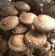 Ontario Mushrooms