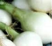 Holland Marsh Onions