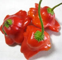 Holland Marsh Hot Peppers