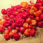 Peppers - Hot - July to October