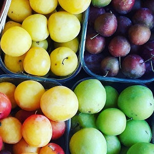 Ontario Plums – Holland Marsh Food Market