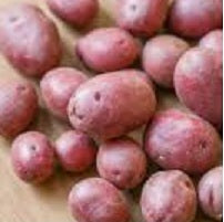 Holland Marsh Potatoes