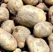 Holland Marsh Potatoes