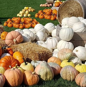 Pumpkins - September to October