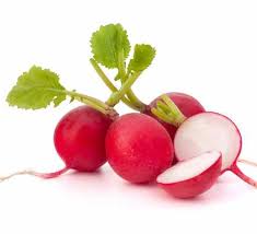 Holland Marsh Radish